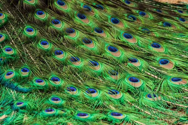 Green beautiful peacock — Stock Photo, Image