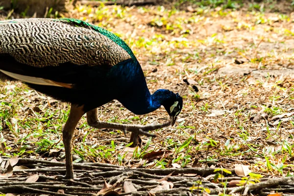 Verde bellissimo pavone — Foto Stock