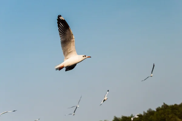 Meeuw — Stockfoto