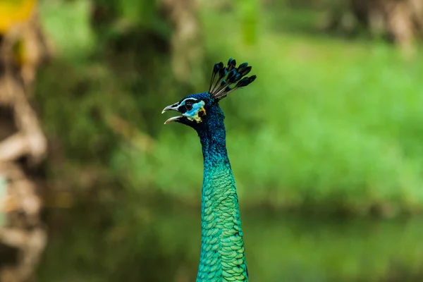 Green beautiful peacock — Stock Photo, Image