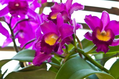 güzel mor orkide