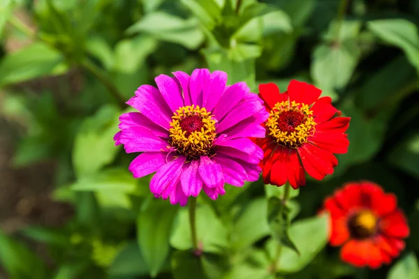 Flower zinnia of lilac color — Stock Photo, Image