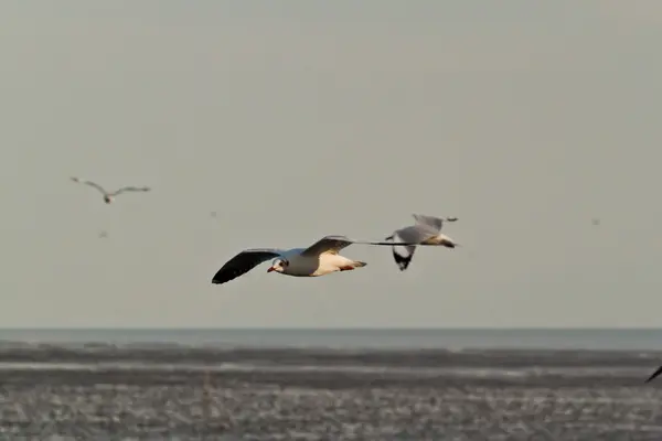 Gaviota —  Fotos de Stock