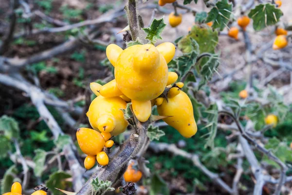 水果和蔬菜 — 图库照片