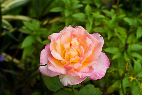 Blossom pink roses — Stock Photo, Image