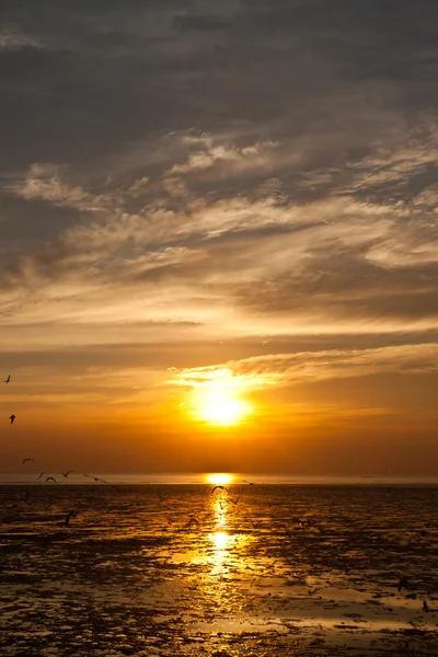 Seagull met zonsondergang op de achtergrond — Stockfoto