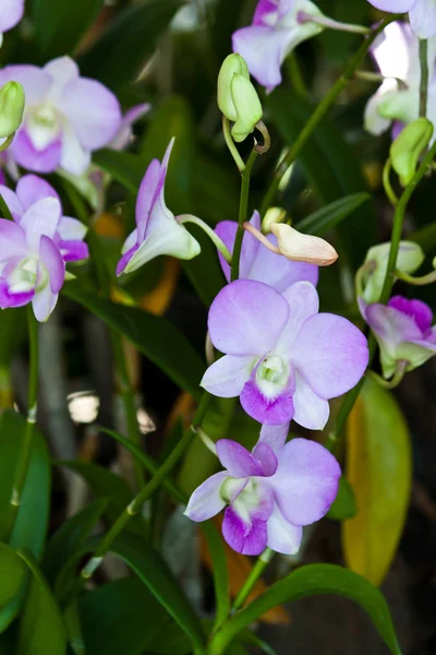 Krásné fialové orchideje — Stock fotografie