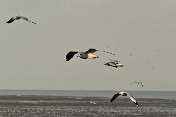 Seagull — Stock Photo, Image