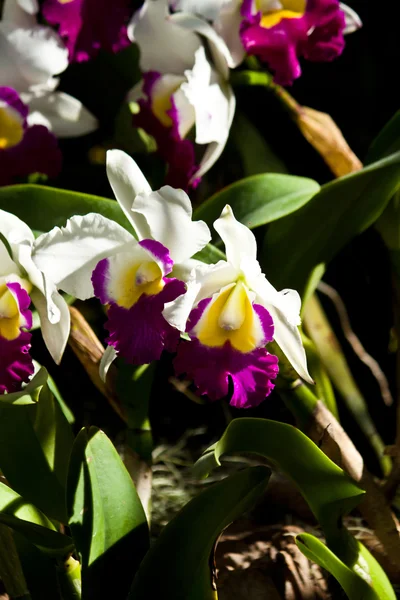 Hermosa orquídea púrpura —  Fotos de Stock