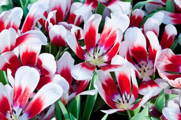 Colorful tulips — Stock Photo, Image