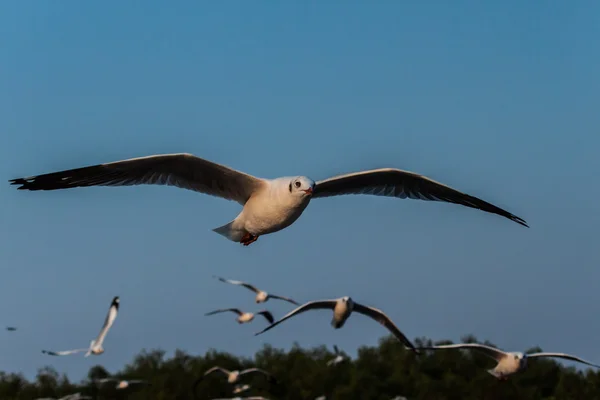 Meeuw — Stockfoto