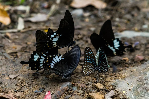 Borboleta monarca — Fotografia de Stock