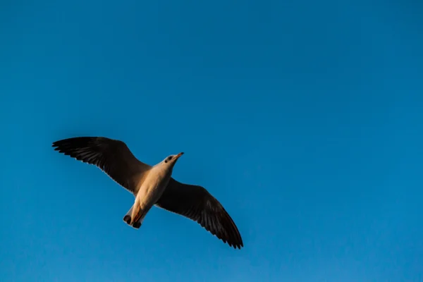 Seagull — Stock Photo, Image