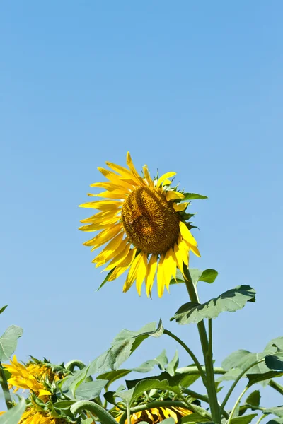 Zonnebloem close-up — Stockfoto