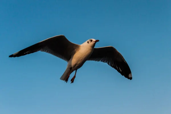 Gaviota — Foto de Stock