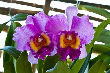 güzel mor orkide