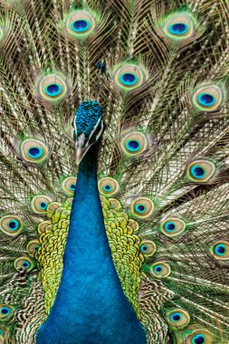 Yeşil güzel tavuskuşu