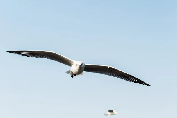 Fiskmås — Stockfoto