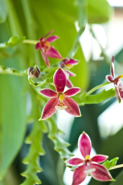 Orquídea roxa bonita — Fotografia de Stock