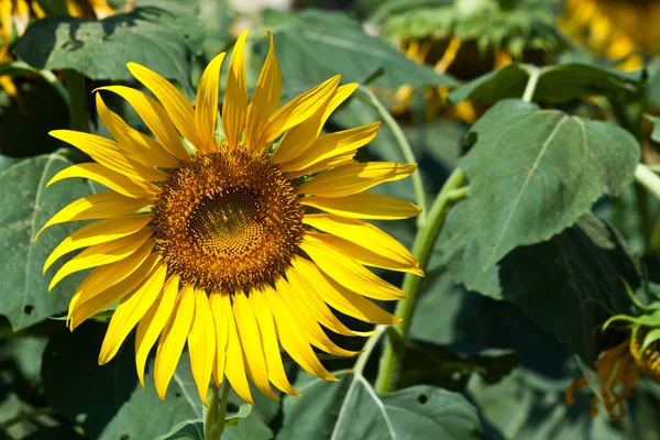 Zonnebloem close-up — Stockfoto