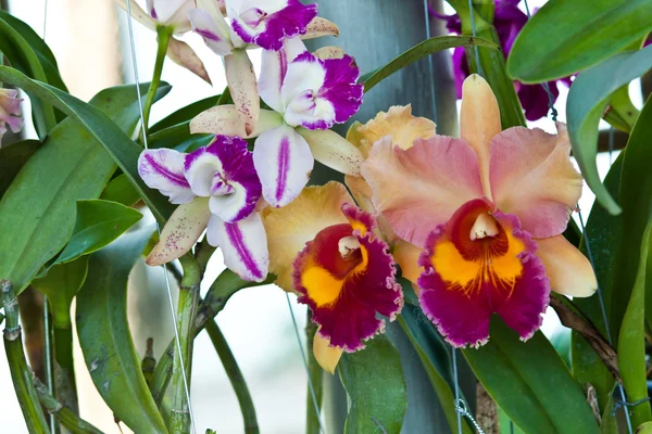 Hermosa orquídea púrpura —  Fotos de Stock