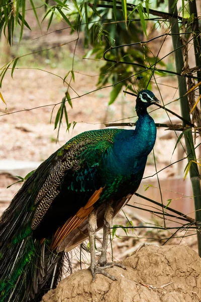 Groene mooie peacock — Stockfoto