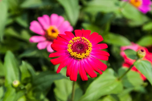 Cynia kwiat bzu koloru — Zdjęcie stockowe
