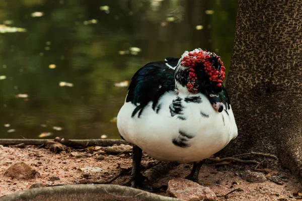 Weniger pfeifende Enten in Nahaufnahme — Stockfoto