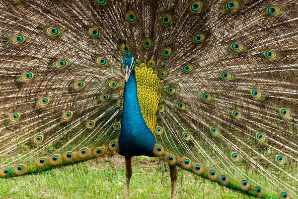 Green beautiful peacock — Stock Photo, Image