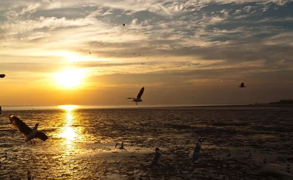 Gaviota con puesta de sol en el fondo —  Fotos de Stock