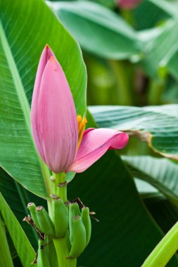 güzel renkli çiçekler