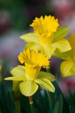 Güzel bahar çiçekleri