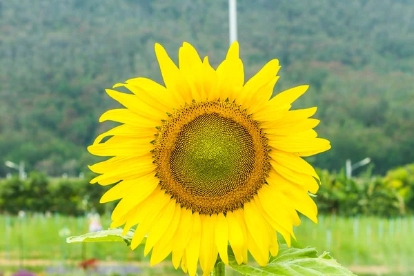 Zonnebloem — Stockfoto