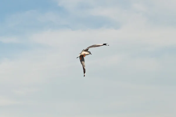 Meeuw — Stockfoto