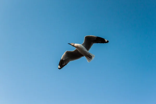 Seagull — Stock Photo, Image