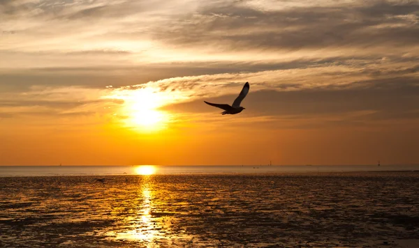 Seagull met zonsondergang op de achtergrond — Stockfoto