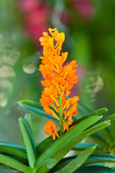 Schöne lila Orchidee — Stockfoto