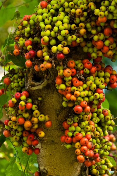 Groenten en fruit op de boom — Stockfoto