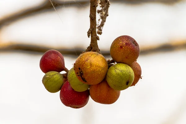 Fichi organici saporiti — Foto Stock