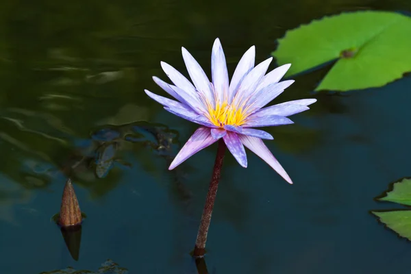 Lotus on the River — Stock Photo, Image