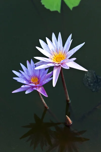 Lotus on the River — Stock Photo, Image