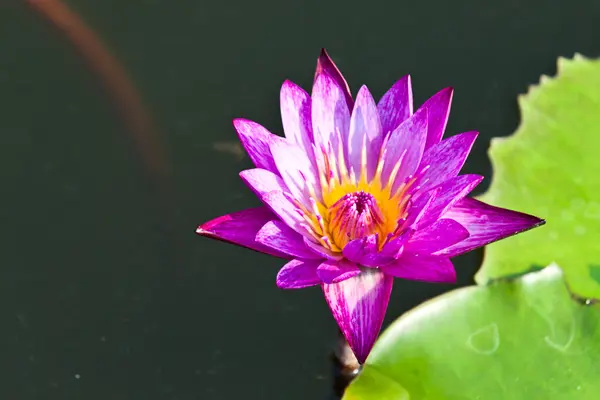 Lotus på floden — Stockfoto