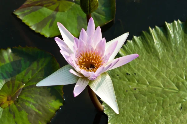 Lotus auf dem Fluss — Stockfoto