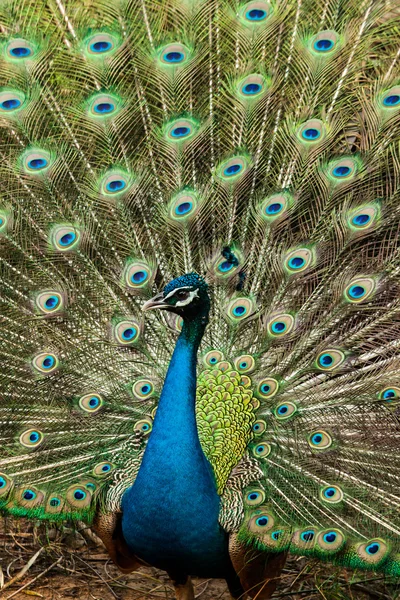 Green beautiful peacock — Stock Photo, Image