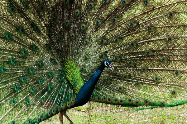 Green beautiful peacock — Stock Photo, Image