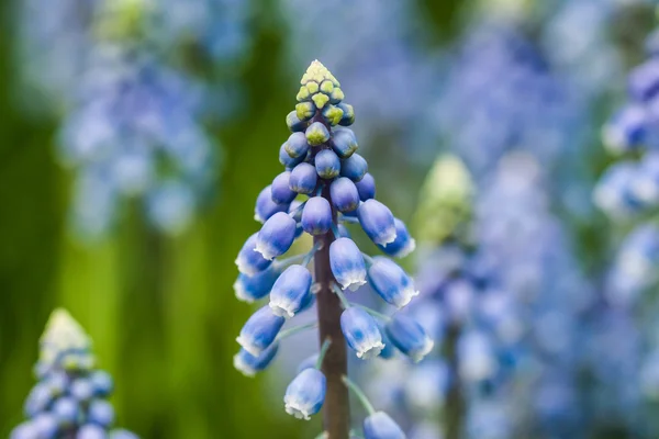 Färgglada blommor som är vackra och varierande — Stockfoto