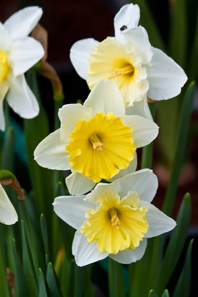 Vackra vårblommor — Stockfoto