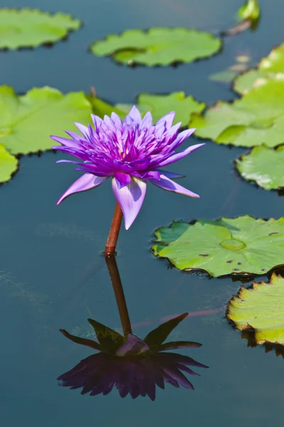 Lotus auf dem Fluss — Stockfoto