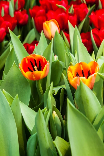 Kleurrijke tulpen — Stockfoto