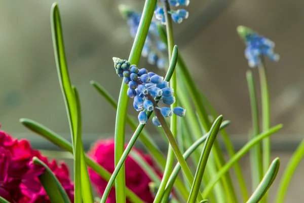 Flores coloridas que son hermosas y variadas — Foto de Stock